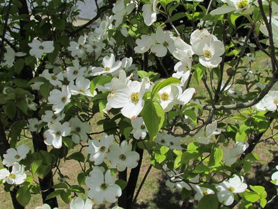 Descripción: D:\flores x genero\Ornamentales varias\Ornamentales\Angio-Dic-A-c\cornus\Cornus florida cf (4).JPG